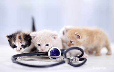 young kittens with a stethoscope
