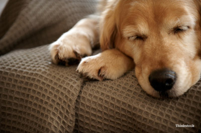 dog sleeping on couch