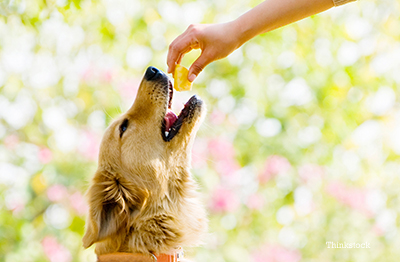 Person hand feeding their dog