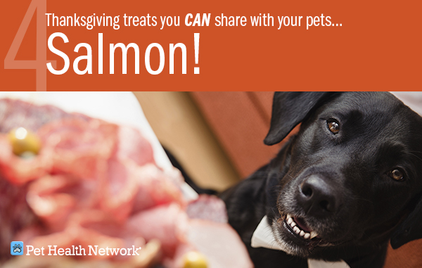 Thanksgiving Foods Your Dog Can and Can't Eat