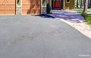 Ticks marching across a driveway