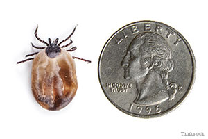 Tick the size of a quarter