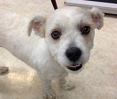 Scruffy’s Story: Too Much Hair Scruffy before haircut