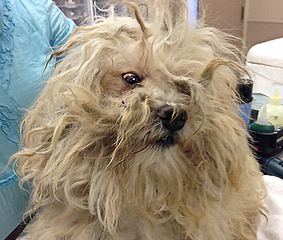 Scruffy’s Story: Too Much Hair Scruffy before haircut