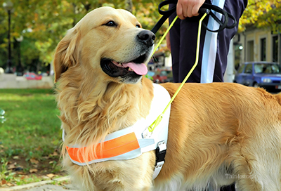 Service dog for the blind