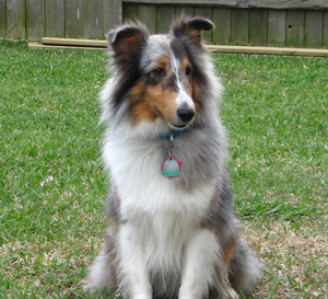 mini shetland collie