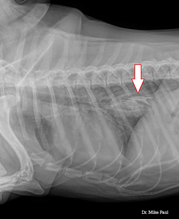 what should i do if my dog swallowed a bone whole