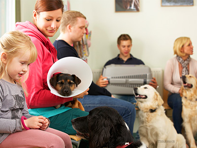 Solving More Common Health Industry Complaints Animal hospital waiting room