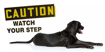 Viral Images Show Dog Used as Stepping Stone: Is it Safe? dog laying down with caution sign