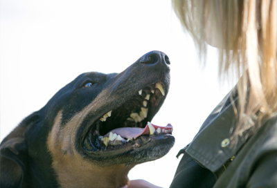 dog and human ready to fight Lyme together