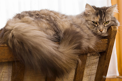 Stud Tail in Cats Fluffy cat