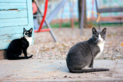 Feral cats sitting around