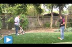 Secret to Dog Training