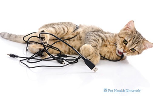 6 Strange Cat Behaviors Finally Explained 6 Strange Cat Behaviors Finally Explained