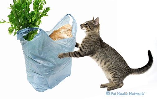 6 Strange Cat Behaviors Finally Explained 6 Strange Cat Behaviors Finally Explained