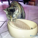 Checkoutthiscatfountain!