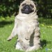 Thepug-er-pillar