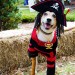 LindaParson'sadorable3-leggedpirate,Girly,perfectlyequippedwithawoodenleg!