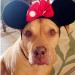 MinnieMousebetterwatchoutforMinnieDog