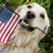 Makesureyourdogisreadyforthe4thofJuly!Don'tleaveyourpreparationsuntilthelastminute.