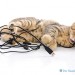 WhyCatsChewElectricalCords