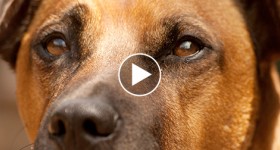 Close up of Rhodesian Ridgeback