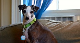 Fiona on Couch