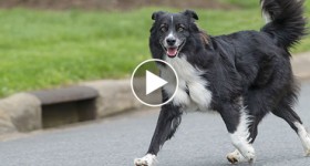 Border Collie running in the street