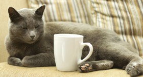 Would You Like a Cat with That Coffee?