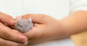 Person holding a mouse