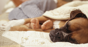 Boxer laying by its owner's feet