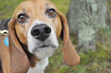 flea bite dermatitis dog treatment