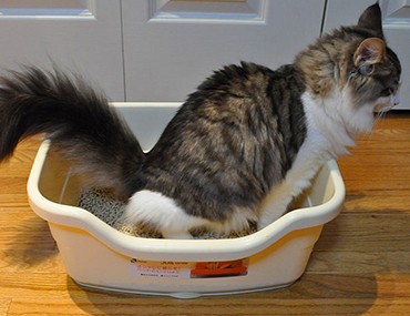 buy kitty litter