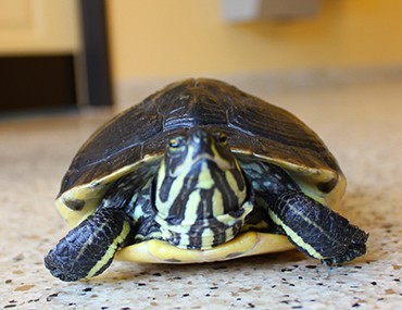 Turtle at the vet
