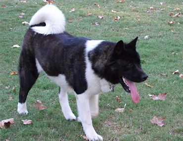 akita hunting dog
