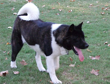 akita as a service dog