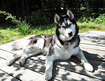 what breeds make up a siberian husky