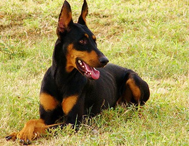 are dobermans good therapy dogs