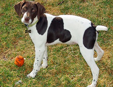 dog breed gsp