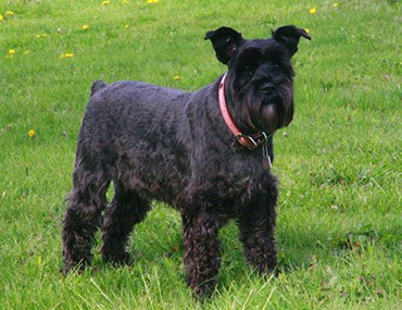 miniature schnauzer adult weight