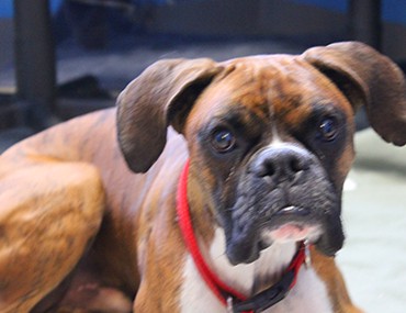 are boxer dogs difficult to train
