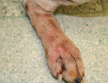 can an allergic reaction cause swelling in a dogs paws