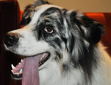 dog rescue and adoption near me