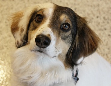 What Can I Catch from My Dog? What Can I Catch from My Dog?