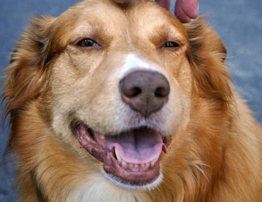 Albon For Dogs Puppies Usage Dosage Side Effects Overdose