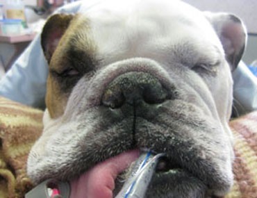 dog throwing up after anesthesia