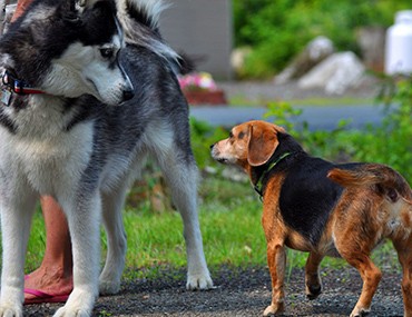Canines live longer than enormous varieties Canines live longer than enormous varieties