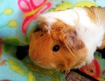 Rodents: More Than Just Vermin hamster