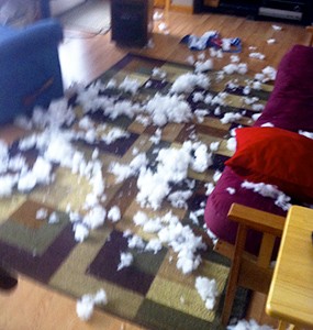 puppy destroying house