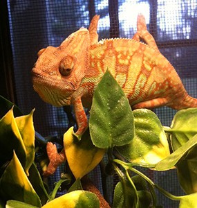 Why Choose an Exotic Pet, Anyway? Why Choose an Exotic Pet, Anyway?